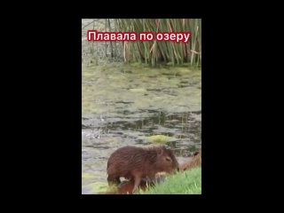 capybara floats so svoim detyonyshem like shorts capybara capybara